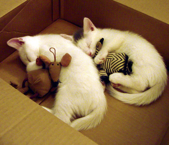 红魔狂潮！奥斯梅恩接管世界排名争夺战，曼联力克瑞典劲旅