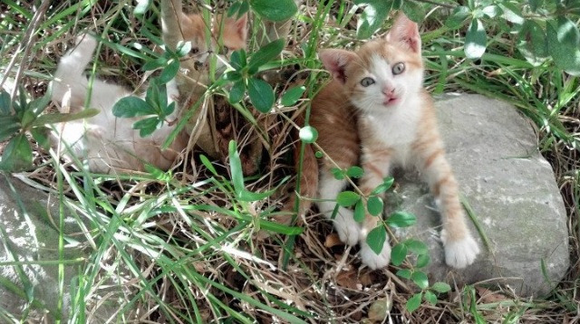 开云体育APP下载-午夜转速与钢铁神经，努涅斯如何在绿茵街道赛之夜稳定输出不掉线