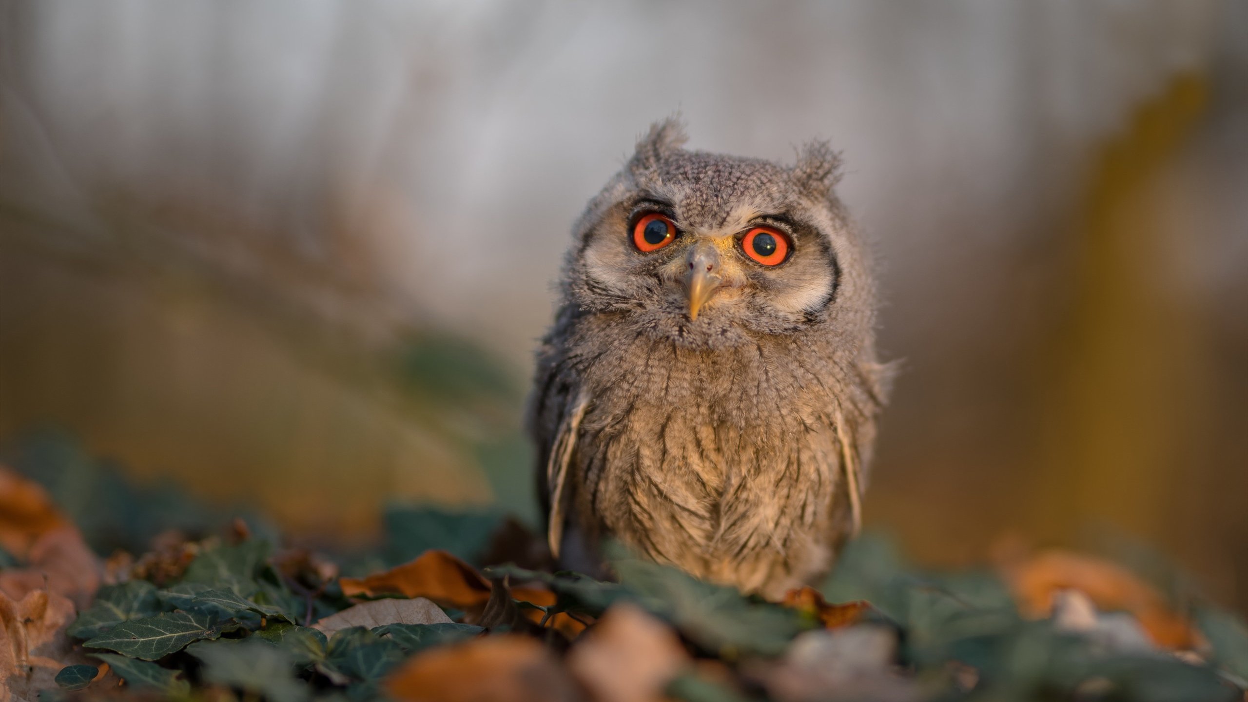 开云APP-风暴眼，上海男篮破局之夜，挺进东决的炼狱与新生