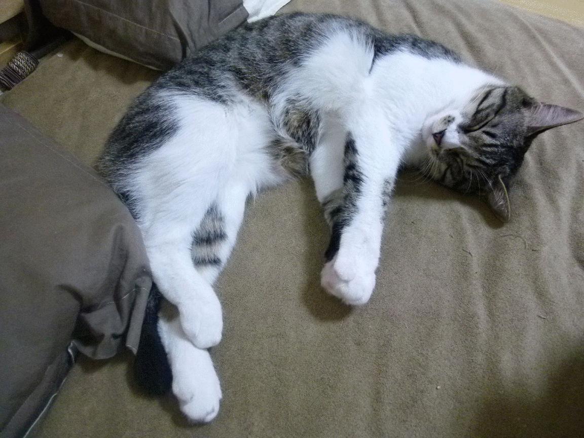 开云平台-爱德华兹41分狂飙徒劳，快船冷静撕碎森林狼，篮球不是一个人的战争