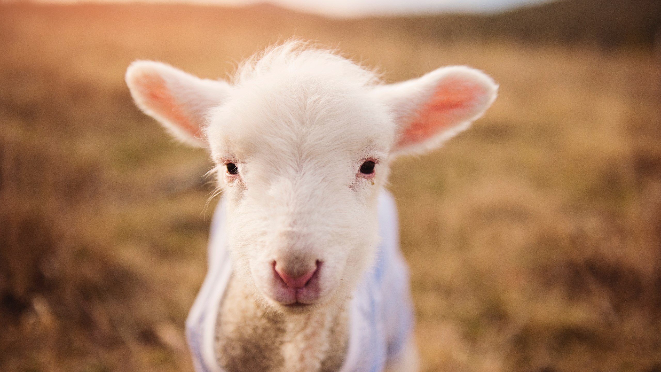 字母哥无敌肆虐,辽宁队跨洋横扫凯尔特人创奇迹