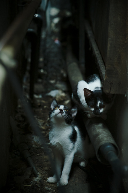 跨界风暴，森林狼封锁雷霆，哈利伯顿在英超争冠中的接管启示