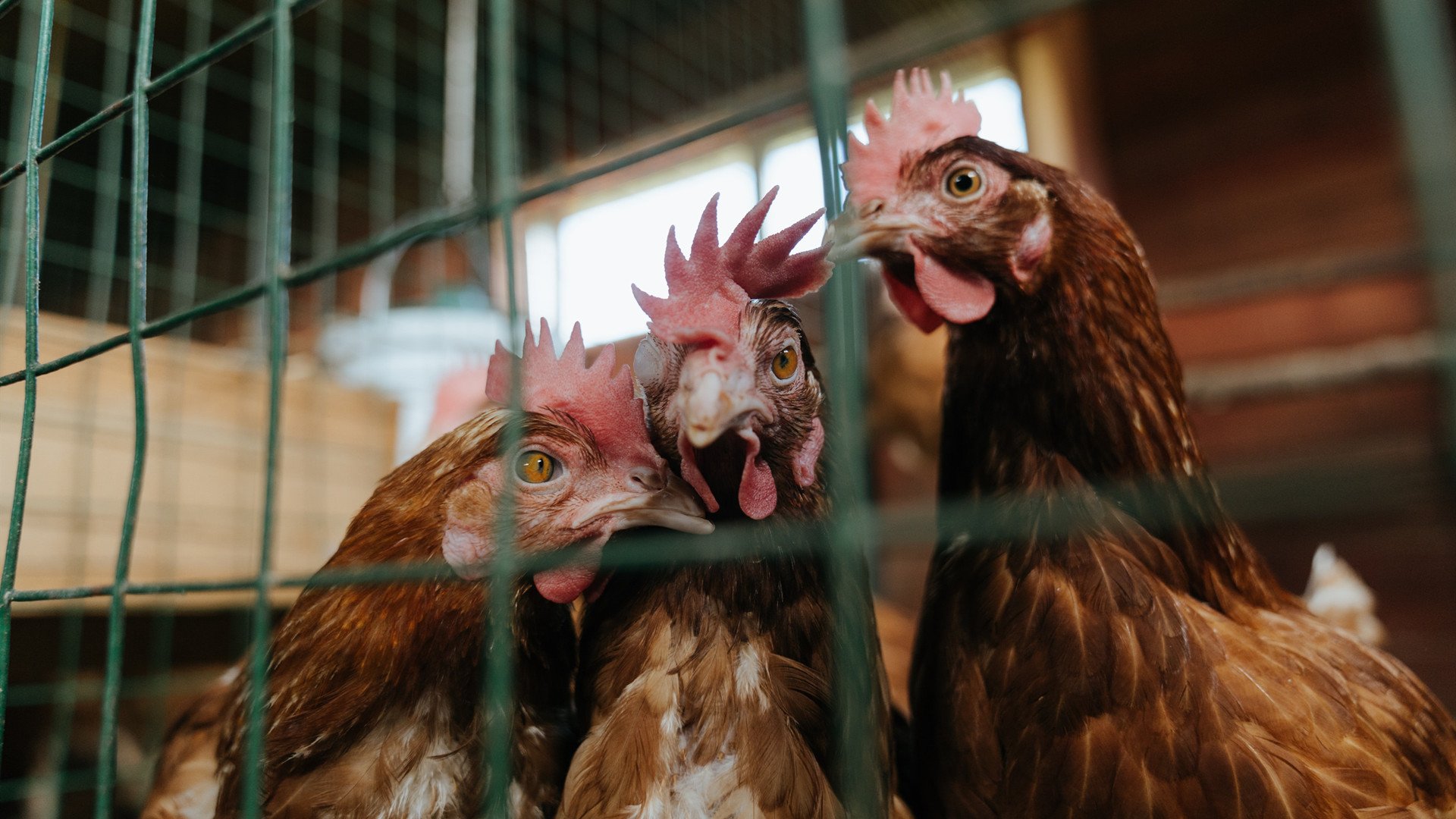 开云体育官方网站-F1街道赛之夜，卢卡库的自我救赎，在轰鸣与寂静之间重写命运