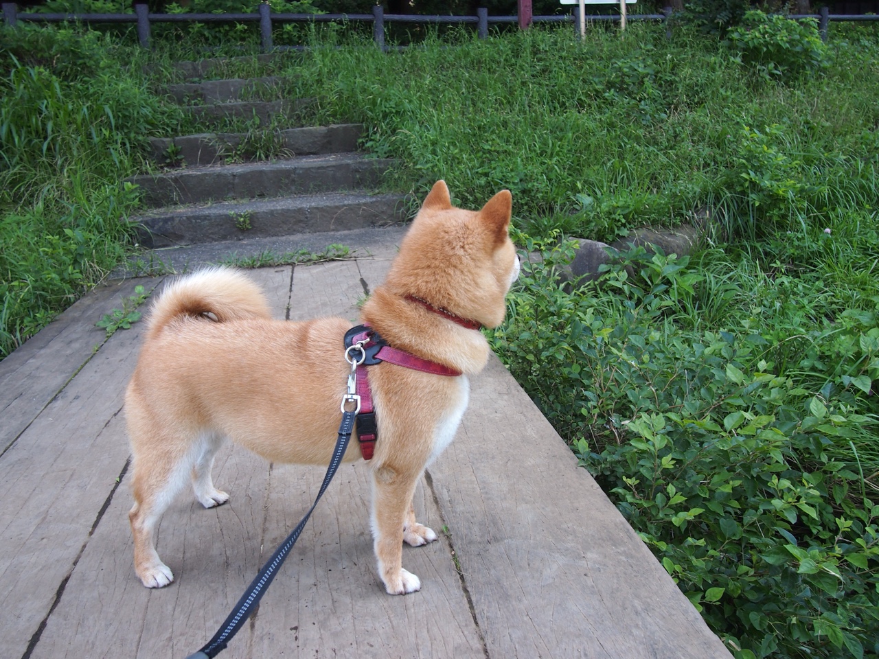 开云体育平台APP-铁幕与利剑，独行侠封锁国王，英格拉姆关键一击定乾坤