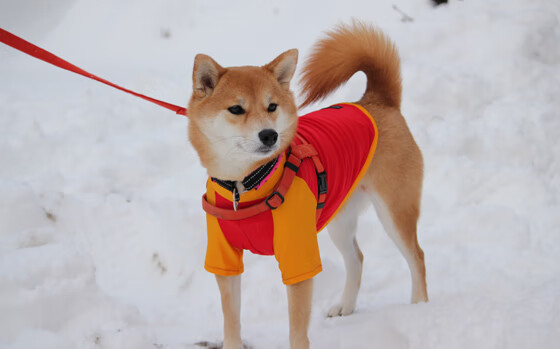 开云体育下载-单节风暴！湖人单节攻防统治拉开浙江队，杜兰特化身关键先生定乾坤
