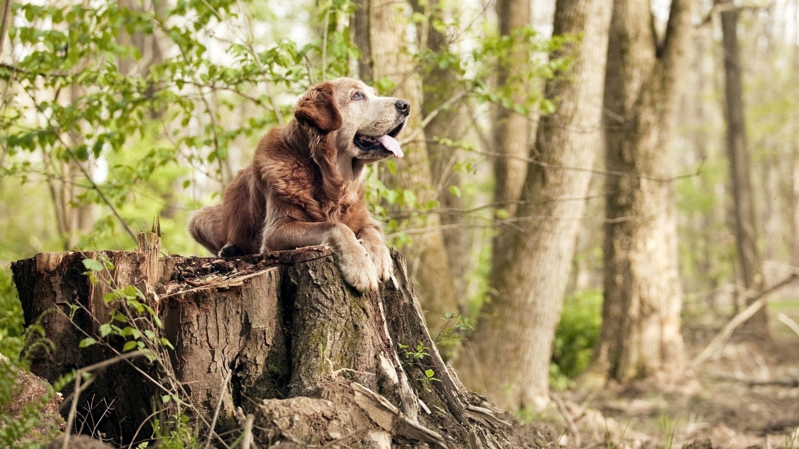 开云体育在线-猛龙踏平汽车城，伦纳德冰冷刀锋下，活塞引擎彻底熄火