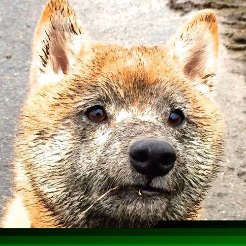 篮球世界的交响，字母哥冠军级表现引领风潮，上海队淘汰独行侠书写传奇