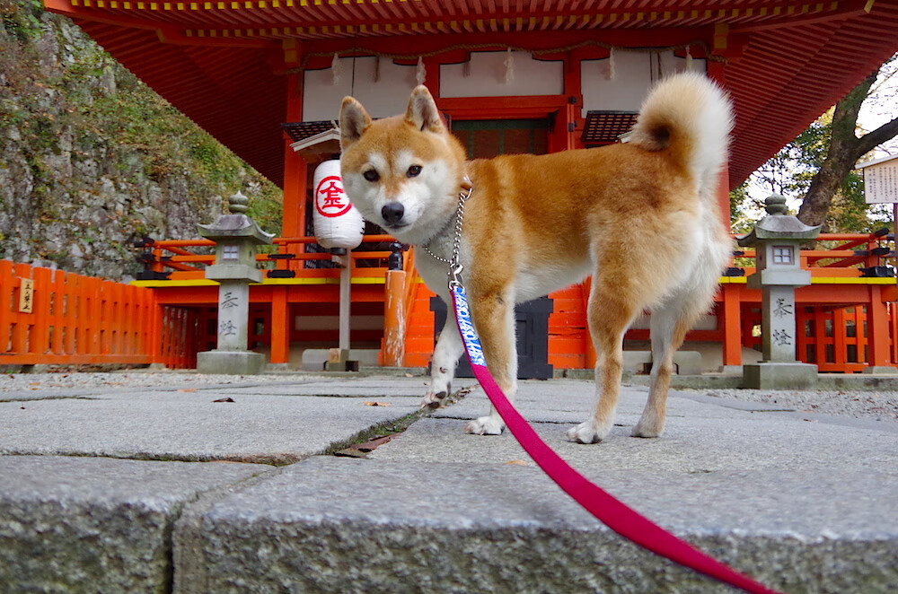 亚洲风暴，韩国完胜卡塔尔，迪马利亚的掌控艺术