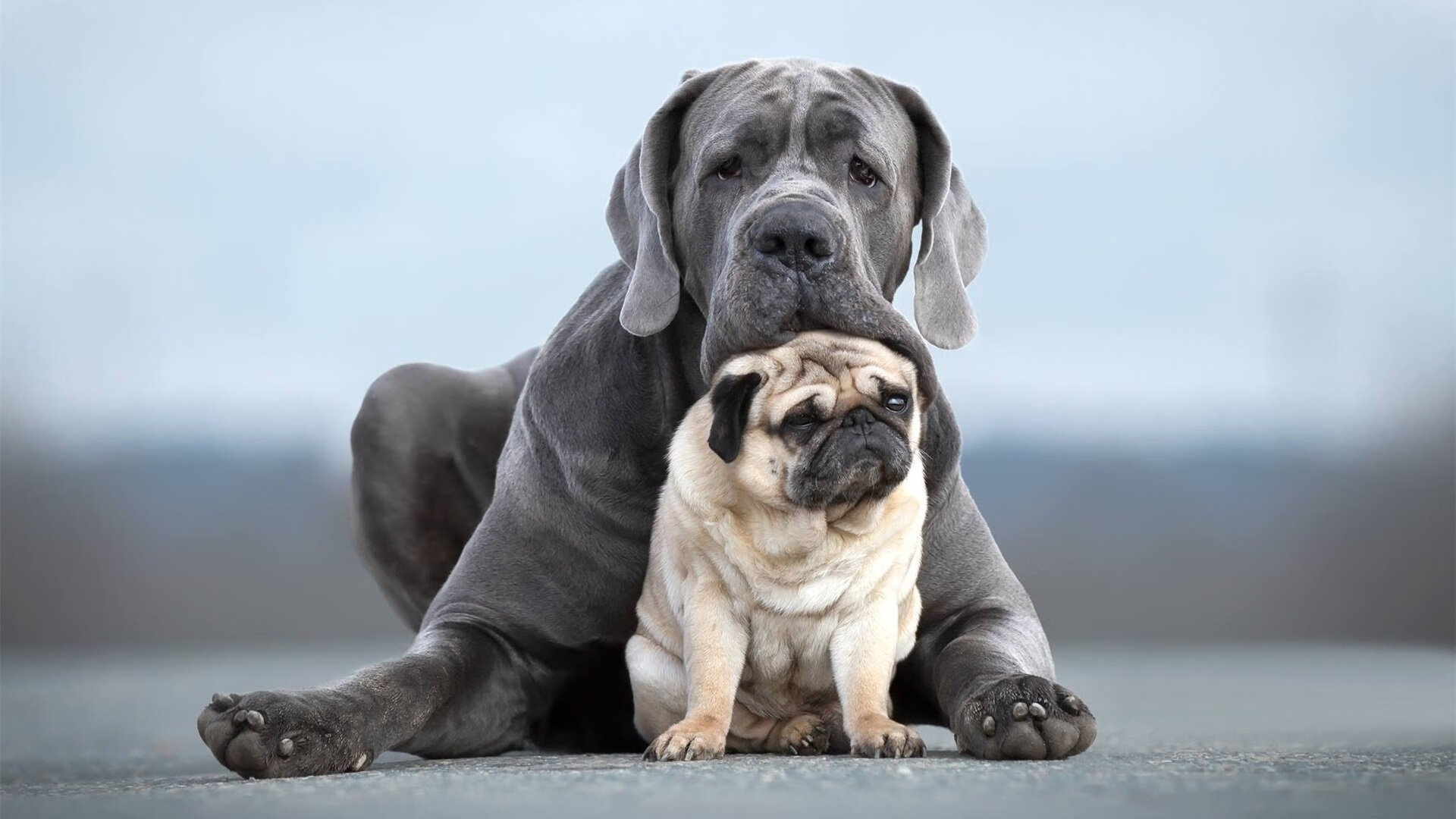 锡安暴力美学撕裂防线，活塞窒息防守终结步行者