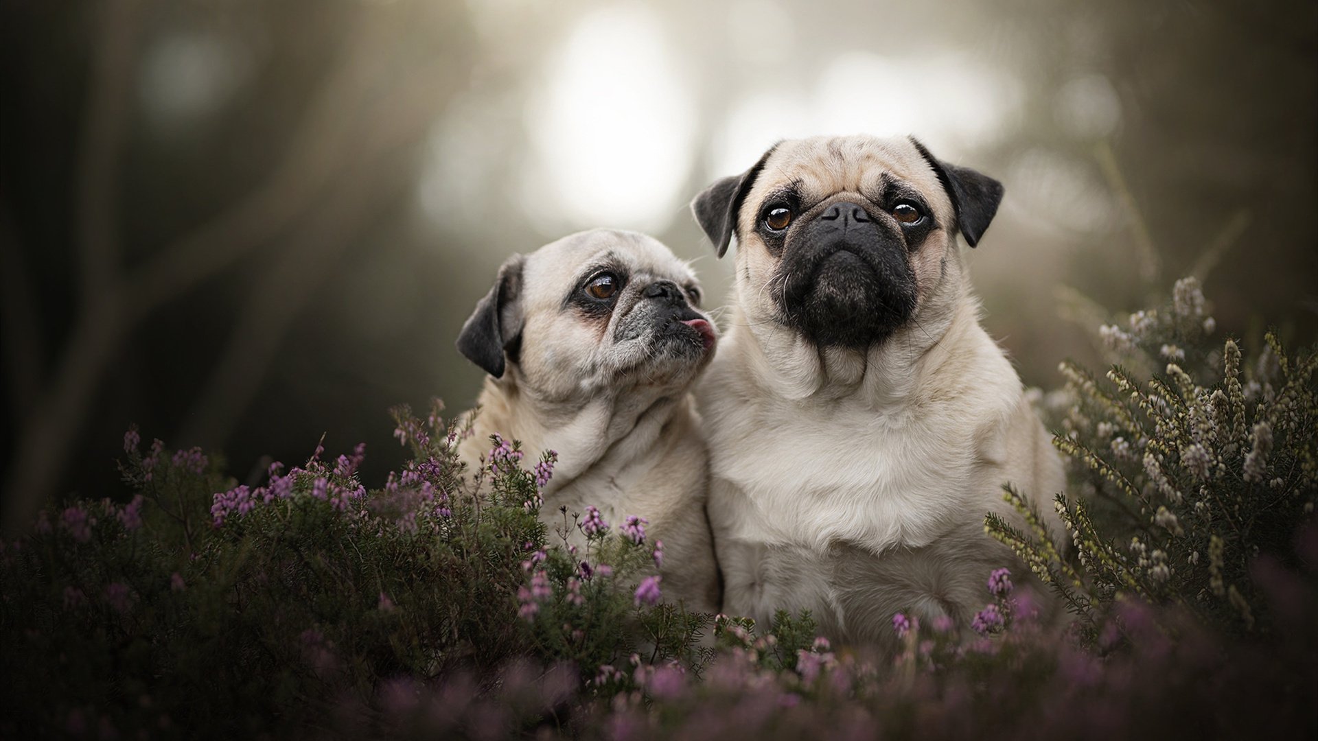 -戈贝尔巨塔持续发威，吉林手术刀强行终结爵士连胜