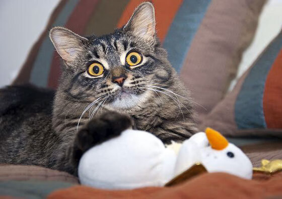 绿茵场与硬木地板的交响，论关键战中的突围艺术